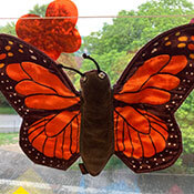 Klassentier Schmetterling Benni